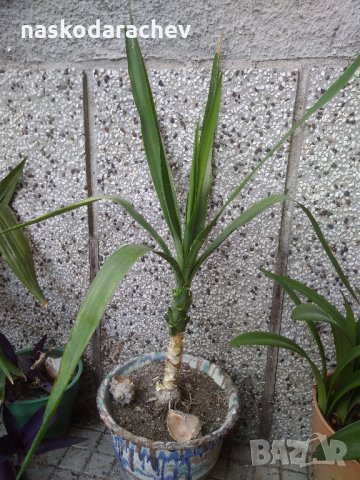 Кралска детелина, юка, здравец, драцена и др., снимка 1