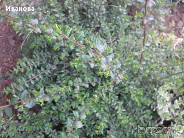 Лоницера Нитида, снимка 2 - Градински цветя и растения - 13710105