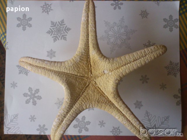 МОРСКА ЗВЕЗДА, снимка 2 - Колекции - 16866237