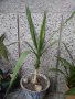 Кралска детелина, юка, здравец, драцена и др., снимка 1 - Градински цветя и растения - 21586275