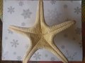 МОРСКА ЗВЕЗДА, снимка 2