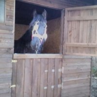 Пансион за коне/Horse boarding house, снимка 3 - Ветеринари и услуги - 19585221