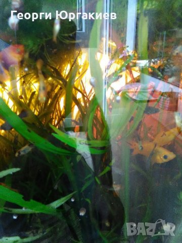 Аквариумни растения , снимка 9 - Рибки - 6971259