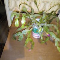 Коледниче, снимка 2 - Градински цветя и растения - 20249348