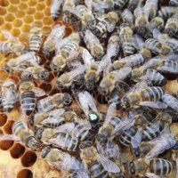 Пчелни майки, снимка 5 - Други животни - 18653942