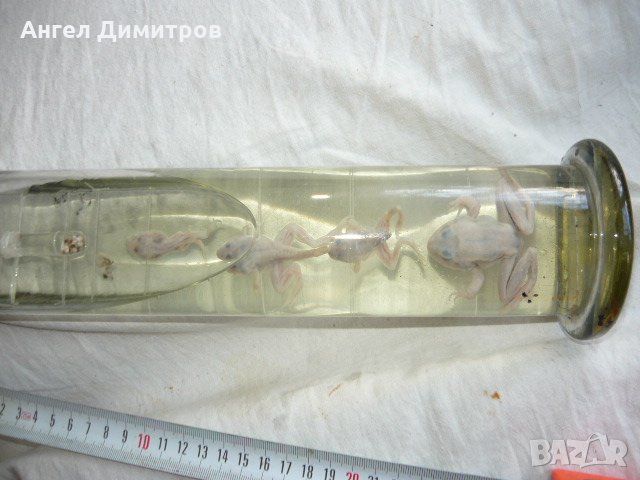  Соц. препарирани жаби във вода , снимка 4 - Антикварни и старинни предмети - 21880947