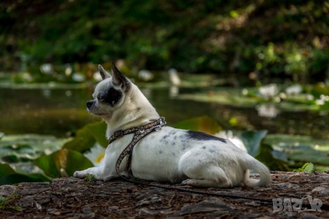Чихуахуа чистопороден мъжкар за разплод, снимка 11 - Чихуахуа - 20790772