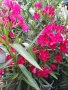 Продавам зокум олеандър, снимка 1 - Градински цветя и растения - 24499326