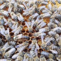 Пчелни майки, снимка 7 - Други животни - 18653942