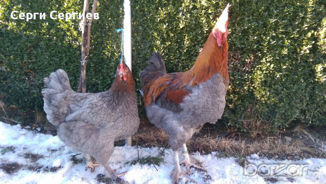Sergiev Farm продава пилета и яйца от различни видове кокошки, снимка 17 - Кокошки и пуйки - 13584889