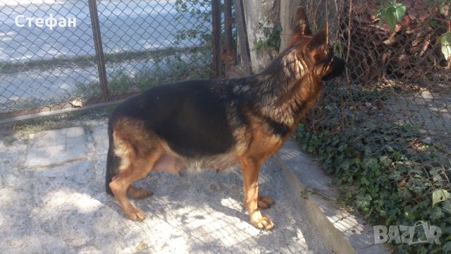  Промоции, снимка 5 - Немска овчарка - 23687796