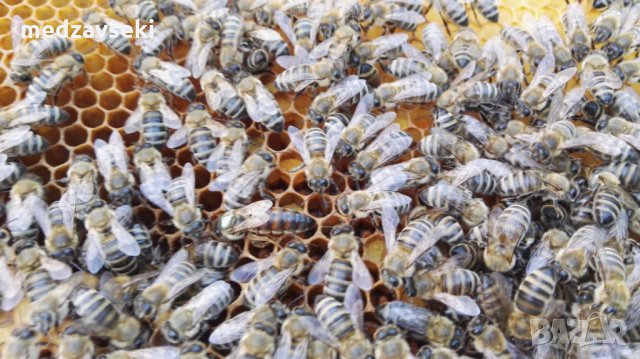 Пчелни майки, снимка 7 - Други животни - 18653942
