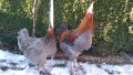 Sergiev Farm продава пилета и яйца от различни видове кокошки, снимка 17