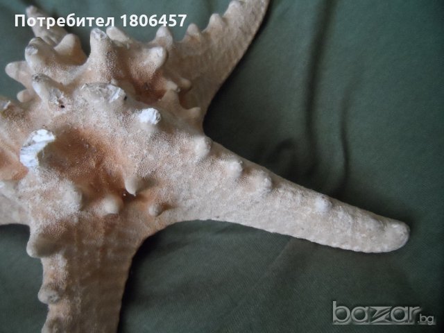 голяма морска звезда, снимка 2 - Антикварни и старинни предмети - 21356956
