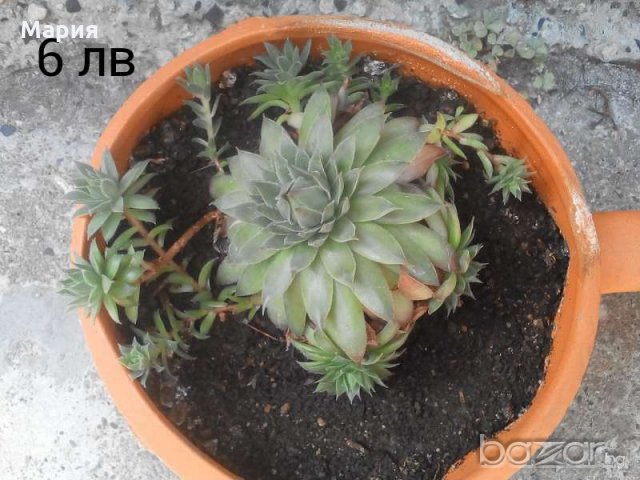 Кактуси, снимка 2 - Стайни растения - 18006466