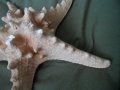 голяма морска звезда, снимка 2
