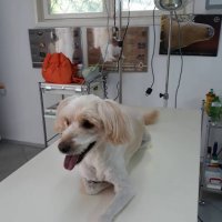 Подстригване, къпане на куче , снимка 3 - Ветеринари и услуги - 23387968