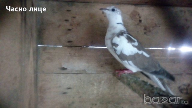 Смеещисе гугутки, снимка 6 - други­ - 19713401