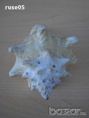 Раковина - 6, снимка 4 - Други ценни предмети - 14605210