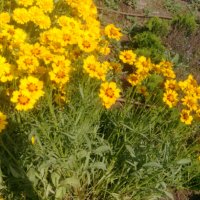 продавам цветя Кореопсис - разсад за пролетно засаждане, снимка 3 - Сортови семена и луковици - 23501775
