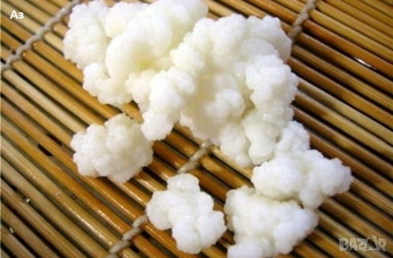 продавам тибетска гъба, снимка 1