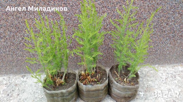 декоративен храст, прилича на Аспарагус, снимка 5 - Градински цветя и растения - 25032002