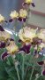 продавам луковици на цветя Ирис - редки сортове, снимка 2