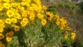 продавам цветя Кореопсис - разсад за пролетно засаждане, снимка 3
