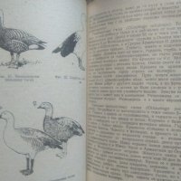 Декоративни птици. Николай Боев 1986 г., снимка 2 - Специализирана литература - 26176615