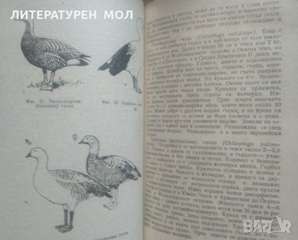 Декоративни птици. Николай Боев 1986 г., снимка 2 - Специализирана литература - 26176615