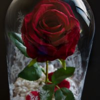 Вечна роза в ГОЛЯМА стъкленица / Уникален подарък за приятелка / Вечна роза от "Красавицата и звяра", снимка 2 - Декорация за дома - 23376361