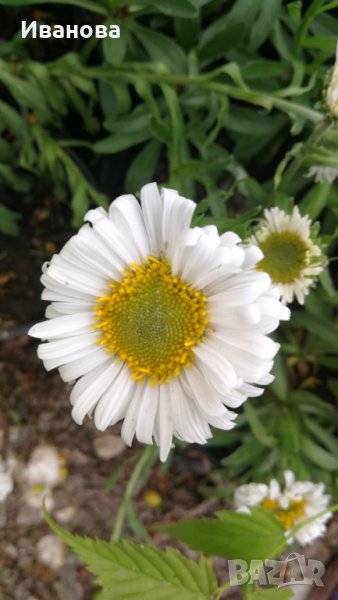 Алпийска астра, снимка 1