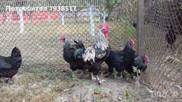 Кокошки и яйца за люпене от маран черно сребро, снимка 5 - други­ - 23773899