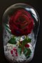Вечна роза в ГОЛЯМА стъкленица / Уникален подарък за приятелка / Вечна роза от "Красавицата и звяра", снимка 2