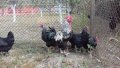Кокошки и яйца за люпене от маран черно сребро, снимка 5