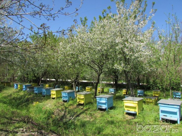 Пчелен мед 100% чист от производител на гарата зад OMV бензиностанцията., снимка 3 - Пчелни продукти - 18185879