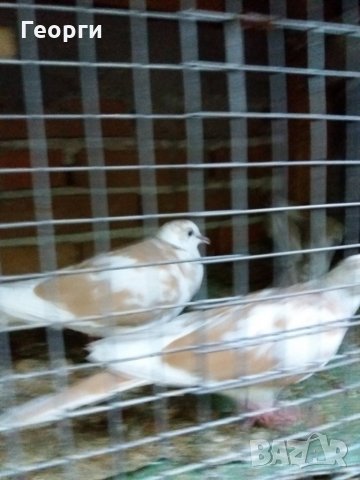 гугутки, снимка 5 - други­ - 25719703