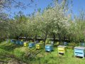 Пчелен мед 100% чист от производител на гарата зад OMV бензиностанцията., снимка 3