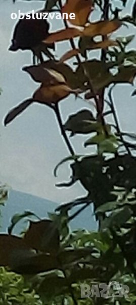 Резници от ароматна тъмно червена роза (храстовидна), снимка 1