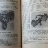 Стара книга за сортописание на гроздя 1930 год Вино грозде, снимка 8 - Други ценни предмети - 16750730