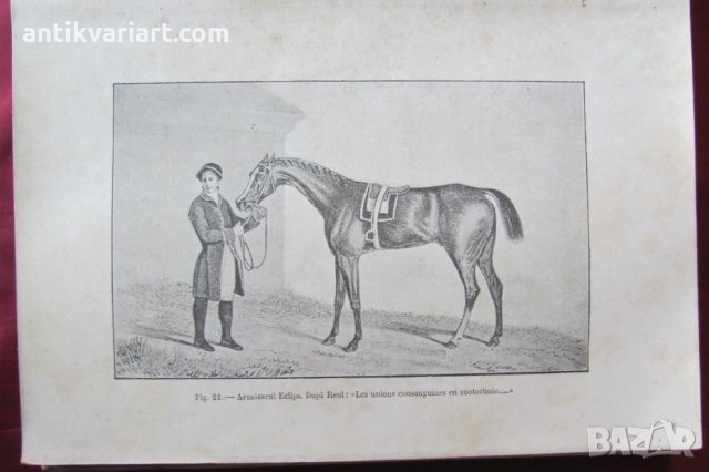 1915год. Книга за Историята и Породите Коне, снимка 9 - Други - 24984265