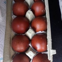 Кокошки и яйца за люпене от маран черно сребро, снимка 7 - други­ - 23773899