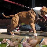 Протеини за кучета Bully Max, снимка 3 - За кучета - 6376482