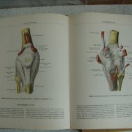 Атласи по анатомия на човека Синелников, снимка 9 - Енциклопедии, справочници - 16689471