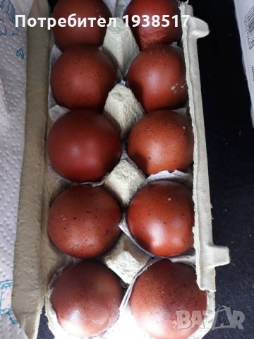 Кокошки и яйца за люпене от маран черно сребро, снимка 7 - други­ - 23773899