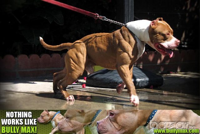 Протеини за кучета Bully Max, снимка 3 - За кучета - 6376482