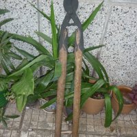 Автентична стара овощарска ножица за клони, снимка 4 - Антикварни и старинни предмети - 19505370