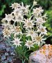 Еделвайс (leontopodium alpinum), снимка 1 - Градински цветя и растения - 25613377