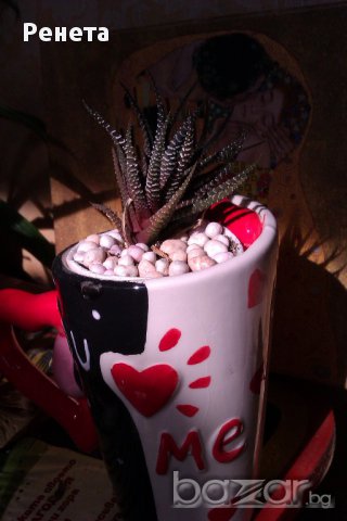 Продава Хавортия атенуата - много лесна за отглеждане, снимка 3 - Стайни растения - 14050907