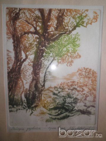 Подписана картина"Стари дървета"-суха игла-1985година, снимка 6 - Други ценни предмети - 16531745